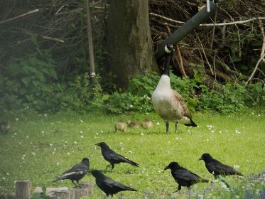 Im Gebiet der Fischteiche führt Kandaganspaar fünf Gössel, eins davon ist ein Graugans-Gössel