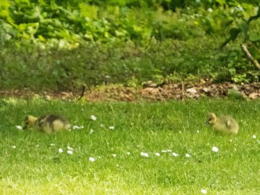 Vier Kanada-Gössel, ein Graugans-Kind. Gänschen rechts ist wohl das Graugans-Gössel