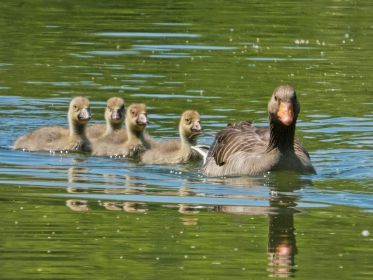 Vier Graugans-Gössel folgen einem Elterntier