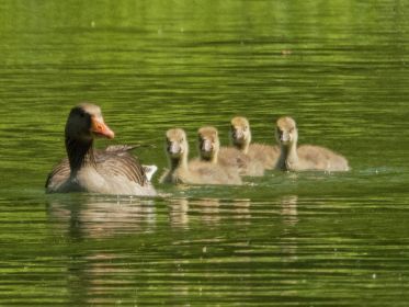 Vier Graugans-Gössel folgen einem Elterntier