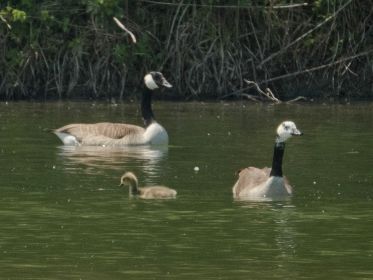 Kanadagans-Paar mit einem Gössel