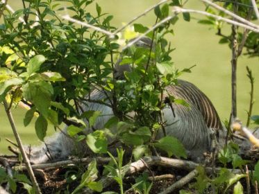 Graugans auf dem Nest