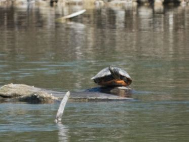 Wasserschildkröte heute auf Podest vor kleiner Insel