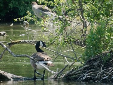 Eine von zwei Kanadagänsen bei ehemaligem Brutplatz