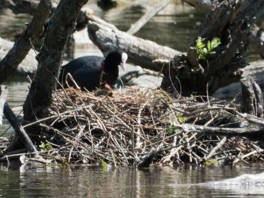 Blesshuhn-Nest mit Küken