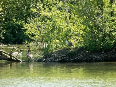 Kanadaganspaar bei ehemaliger Brutinsel