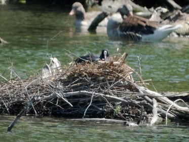 Blesshuhn-Nest im Amperstausee. Offensichtlich noch ohne Nachwuchs