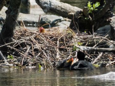 Küken-Fütterung am Blesshuhn-Nest