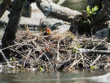 Blesshuhn-Küken auf dem Weg nach oben