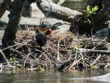 Zwei Blesshuhn-Küken auf dem Nest