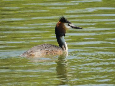 Seit wenigen Tagen sichtbar: Ein Haubentaucher