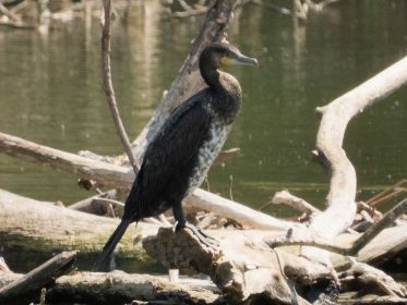 Der einzige Kormoran weit und breit