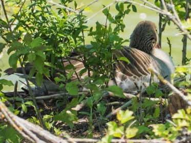 Graugans auf dem Nest