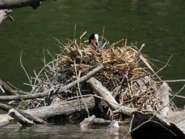 Blesshuhn-Nest im Amperstausee. Hier noch ohne Nachwuchs