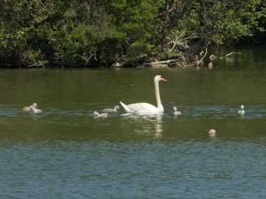 Sechs junge Schwäne und die Schwanenmutter