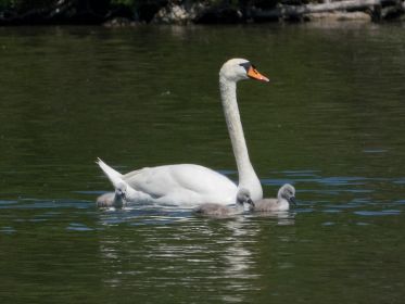 Drei von sechs Jungschwänen bei ihrer Mutter