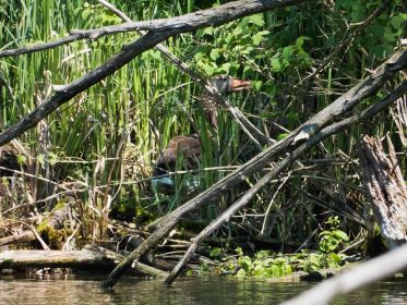 Graugans knabbert am Grünzeug