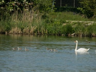 Sechs junge Schwäne eilen ihrer Mutter voraus
