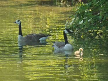 Kanadagans-Paar führt ein einziges Gänsekind