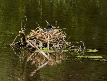 Blesshuhn-Nest in einem ruhigen Seitenarm des Amperstausees
