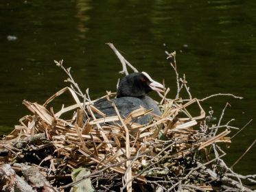 Blesshuhn auf dem Nest