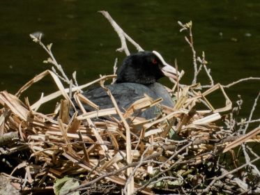 Blesshuhn auf dem Nest