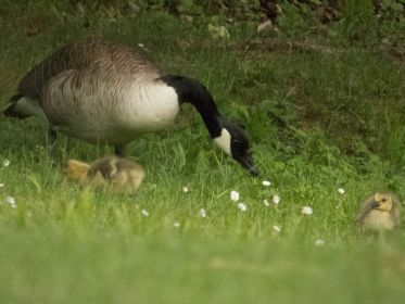 Zwei von insgesamt vier Kanadagans-Gösseln