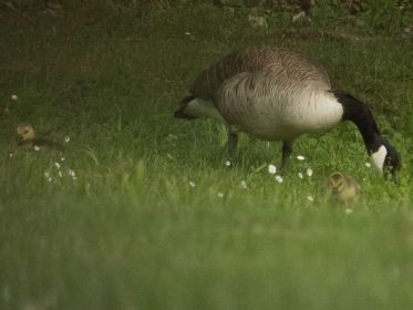 Zwei von insgesamt vier Kanadagans-Gösseln