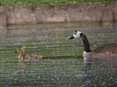 Kanadagans-Mutter schwimmt im Fischteich ihrem einzigen Gössel hinterher