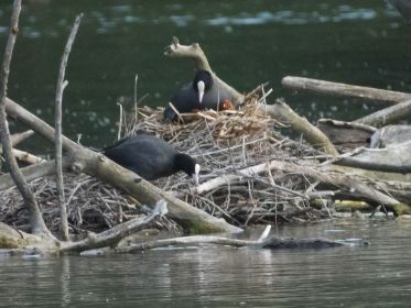 Blesshuhn-Küken im Nest
