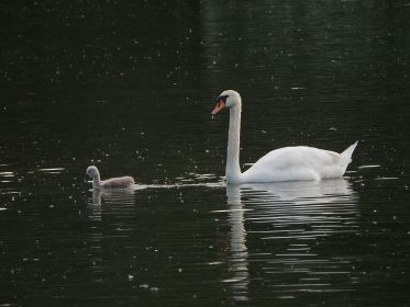 Schwanenmutter und Jungvogel