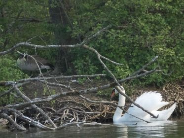 Schwan treibt Kanadagans auf Insel. Rechts neben dem Baumstamm war der Nestplatz