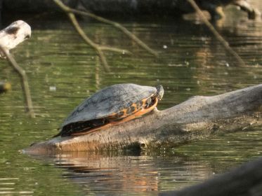 Wasserschildkröte auf Stammplatz