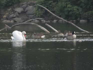 Gänsehybrid lässt der Schwan links liegen und konzentriert sich auf seiner Jagd allein auf die Kanadagans