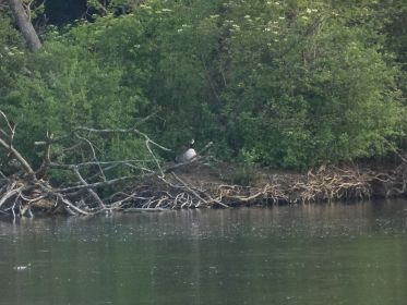 Eine der beiden Kanadagänse flieht vor dem Schwan auf die ehemalige Brutinsel