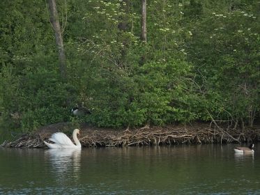 Schwan knöpft sich Kanadagänse vor. Hier die ehemalige Brutinsel der beiden Kanadagänse