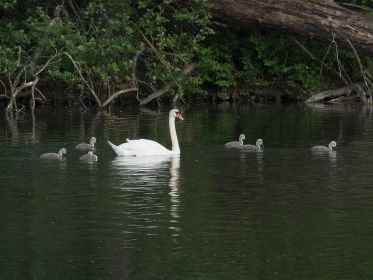 Frau Schwan mit den sechs Jungen