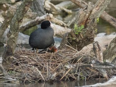 Blesshuhn-Nest mit Nachwuchs