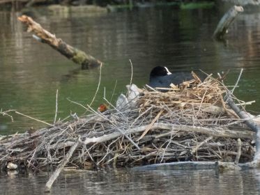 Blesshuhn-Nest mit Nachwuchs