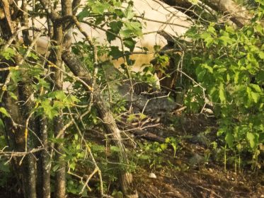 Gut getarnt brütet eine Graugans