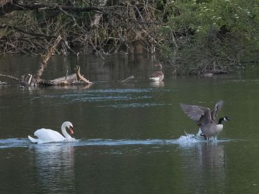 Gänsejagd im Amperstausee