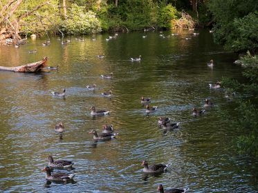 Konzentration von Graugänsen im südlichen Bereich. Vielleicht aus Furcht vor dem Schwan