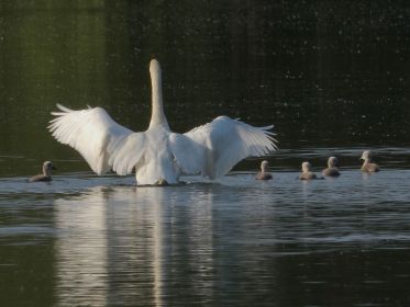 Fünf von sechs Schwanenkindern