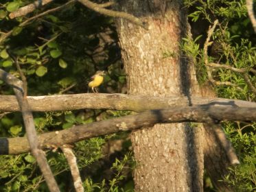 Immer wieder vollzog Gebirgsstelze wahre Kunstflüge in der Luft