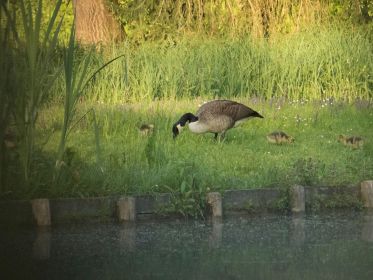 Vier Kanadagans-Gössel. Das fünfte Kind, ein Graugans-Gössel, ist nicht mehr da