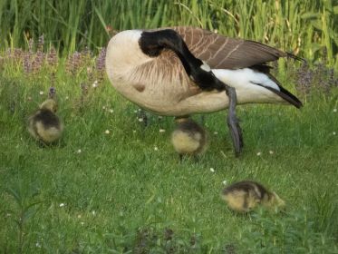Drei von vier Kanadagans-Gösseln