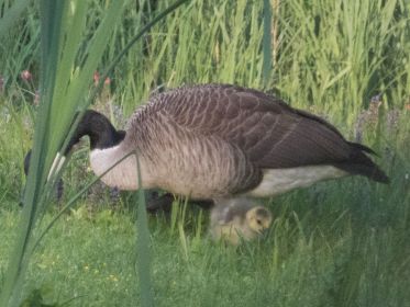 Das vierte Kanadagans-Kind