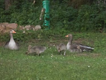 Im Fischteichgebiet auch Graugans-Familie mit vier Gänsekindern