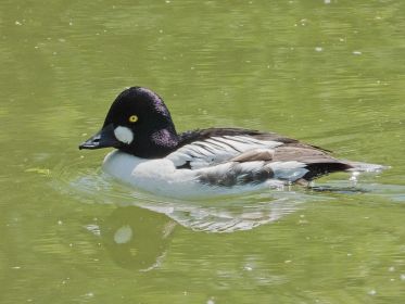 Schellente. Im Amperstausee vielleicht ein Jahresvogel