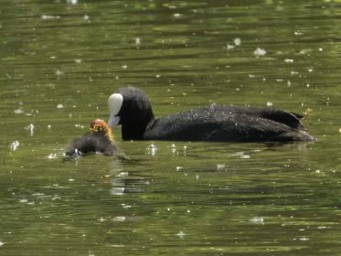 Blesshuhn-Fütterung